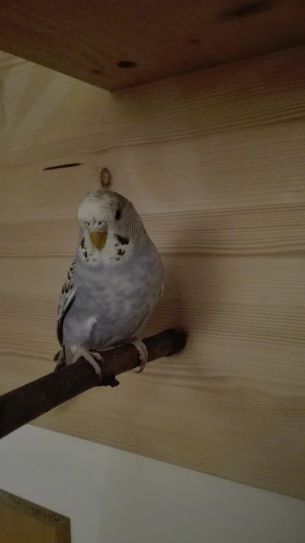 Wellensittich-Bild: Gwen! Ginos neue Mitbewohnerin auf dem Wellispielplatz 