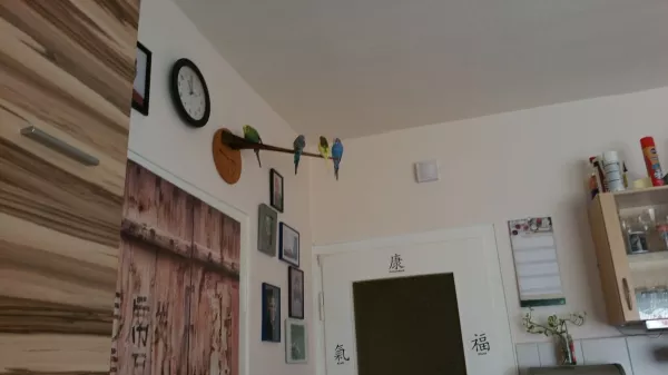 Wellensittich-Bild: Von hier können wir alles schön überblicken, und keiner stört uns .