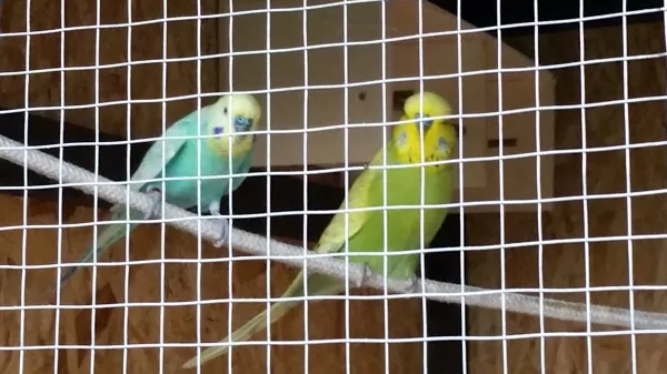 Wellensittich-Bild: Timm und Bubi - sie locken, sie kennen eine Voliere schon und solln die anderen dazu animieren auch raus zu kommen.