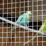 Das sind meine beiden Lockvögel 