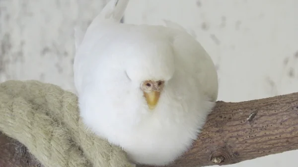 Wellensittich-Bild: Ja das hat Schneewittchen drauf... Verschmelzung von Welli und Ast. Ist das dann ein Westi?