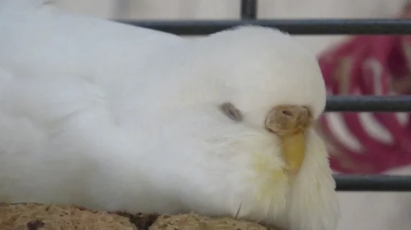 Wellensittich-Bild: Einfach zum küssen dieser Schnappschuss!