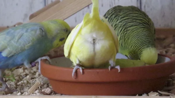 Wellensittich-Bild: Hui der ist aber Flauschig und bedeckt alle delikaten Zonen ;-) 