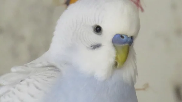 Wellensittich-Bild: Wattewölkchen <3