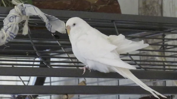 Wellensittich-Bild: unser hübsches Mädel <3