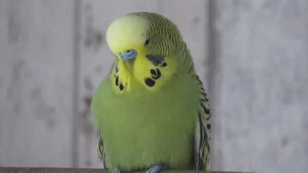 Wellensittich-Bild: Dieser Blick ist doch bezaubernd <3