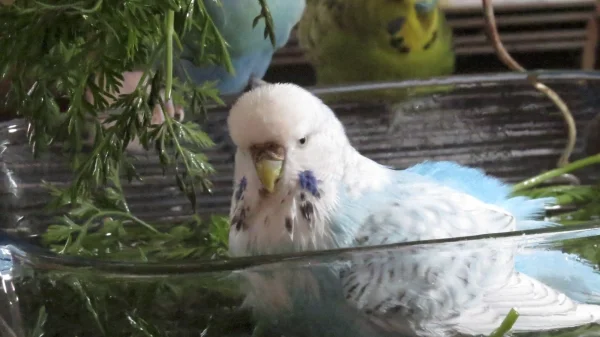Wellensittich-Bild: Diese hübsche Badenixe ist eine echte Wasserratte!