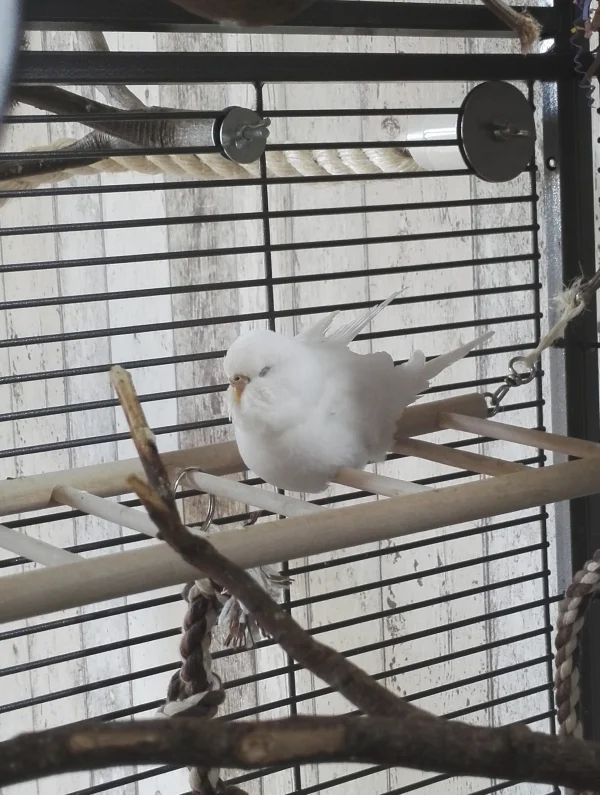 Wellensittich-Bild: Schneewittchen schläft immer im Nachthemd