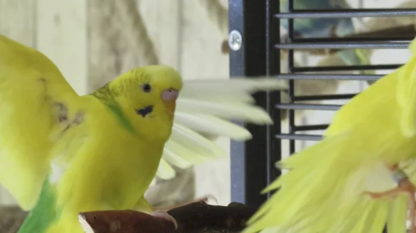 Wellensittich-Bild: Dio im Anflug, Bahn frei!