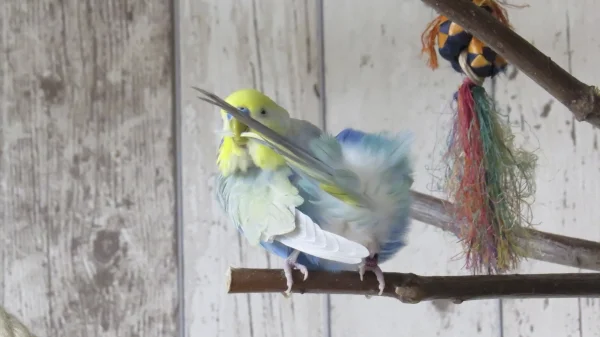 Wellensittich-Bild: Stitch unser Schönling macht sich wieder fein