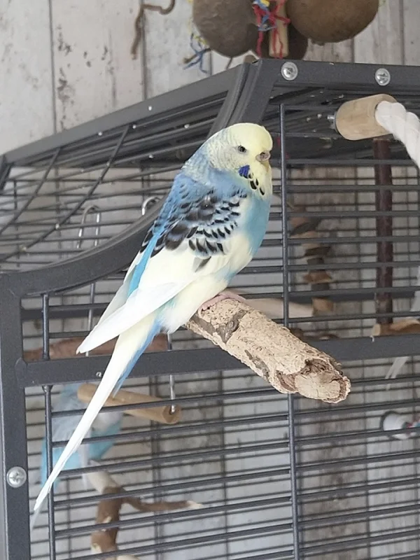 Wellensittich-Bild: Unser Neuzugang Tessi, 2 Jahre alt