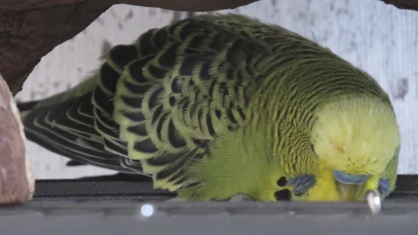 Wellensittich-Bild: die Mama ist kein Schaf *lach* Er pennt echt ÜBERALL!