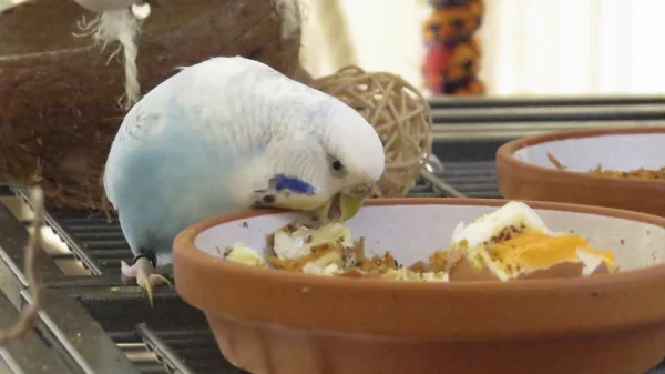 Wellensittich-Bild: Wir verwöhnen unsere Lieblinge Sonntags mit einem Frühstücksei
