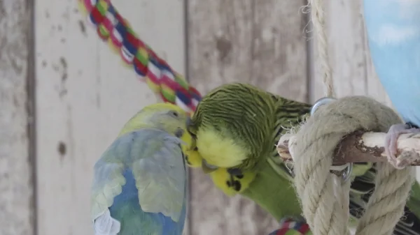 Wellensittich-Bild: Stitch und Peter sind so süße kleine Schmusewellis <3