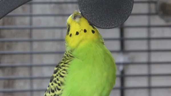 Wellensittich-Bild: Ahhhhh kratzen!
