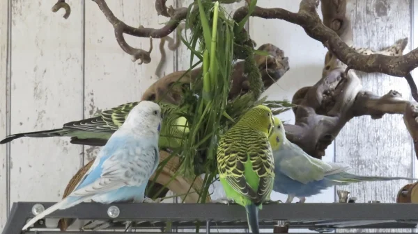 Wellensittich-Bild: Versucht mal die frischen Gräser zu einem Ring zu flechten. Das ist eine tolle Beschäfigung für die kleinen Flugakrobaten.