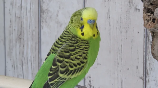 Wellensittich-Bild: Duke zeigt sich von seiner besten Seite