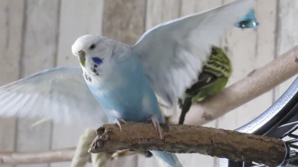 Wellensittich-Bild: Achtung! Emilia fühlt sich heute nach fliegen :-)