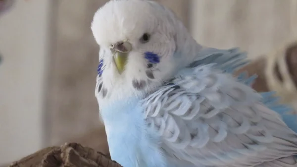 Wellensittich-Bild: Unsere Plüschmaus Emilia