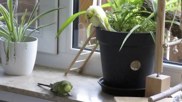 Wellensittich-Bild: Die Fensterbank wurde für Vogelfrei erklärt! Hier wird alles erkundet und angeknabbert bis der Arzt kommt!