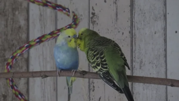 Wellensittich-Bild: Peter und Stitch helfen sich immer gegenseitig die Federn zu richten