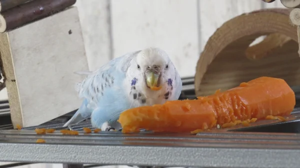 Wellensittich-Bild: Kein Federchen wird Orange, so sauber wird die Möhre von Emilia zerlegt.