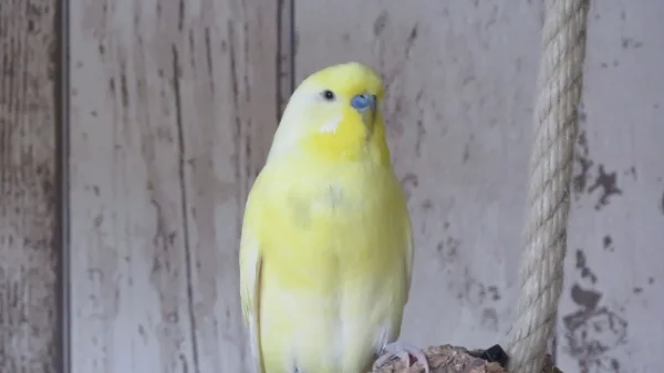 Wellensittich-Bild: Aki hat das erste mal die Korkröhre bestiegen und fühlt sich wie der stärkste Wellimann der Welt!