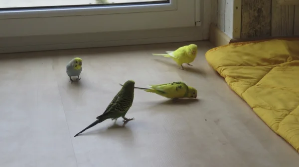 Wellensittich-Bild: In der Gruppe wird mal geguckt was da so los ist...