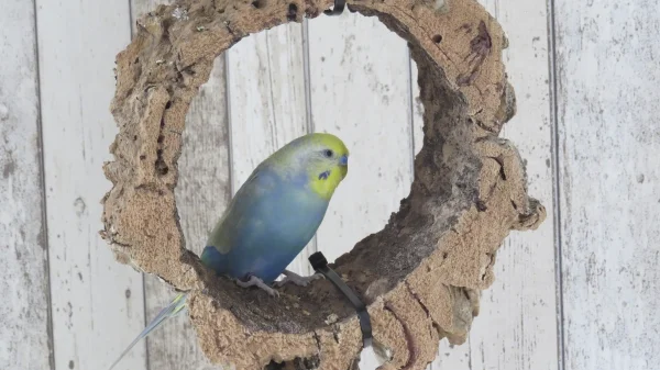 Wellensittich-Bild: Süßer Stitch hat sich selber einen Bilderrahmen zum Fotografieren gesucht 