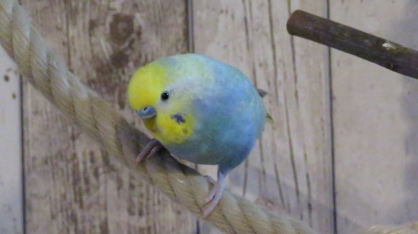 PHPSESSID