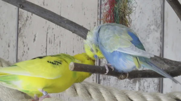Wellensittich-Bild: Dio und Stitch beim Kraulen