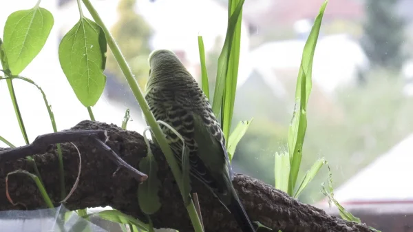 Wellensittich-Bild: Peterles neuer Lieblingsplatz. Die Wildvögel lassen sich von hier am besten beobachten.