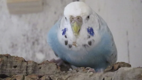 Wellensittich-Bild: Emi ist ganz wild auf Kork!