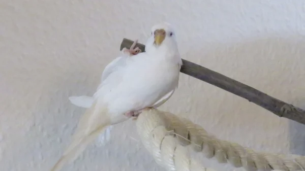 Wellensittich-Bild: Akrobatisch zeigt Schneewittchen ihre Gelenkigkeit