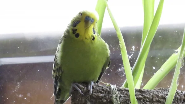 Wellensittich-Bild: Peterle sitzt sehr gerne am Fenster und träumt... Aber wovon frage ich mich? Mit den Amseln zu fliegen die gerne mal keck auf unserem Balkon landen?