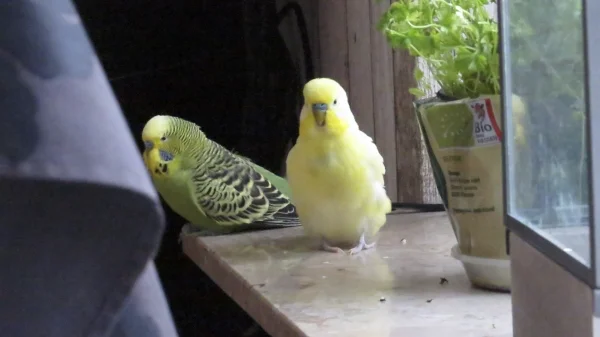 Wellensittich-Bild: Guck mal Felo, wir machen Dreeeeeck!