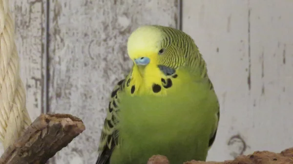Wellensittich-Bild: Peterle alias Humpelchen