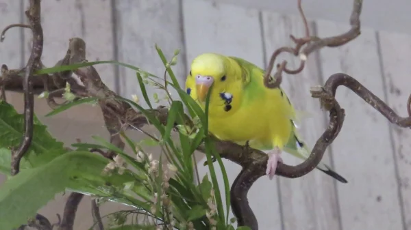 Wellensittich-Bild: Ein paar Gräser und Vogelmiere laden zum schlemmen ein