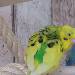 Guck guck ein Foto