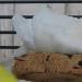 Schneewittchen träumt