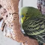 Kamera nerverei