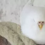 Plüschalarm!