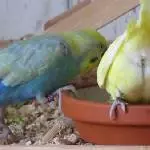 Flauschpopoparty