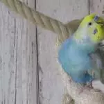 Federn lang ziehen