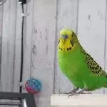 Unschuldslamm!