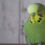 Prince Humpelchen