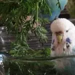 Emilia die Meerjunghenne