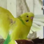 Hui ein Flugbild