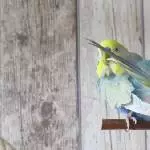 Morgendliche Toilette