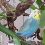Stitchi